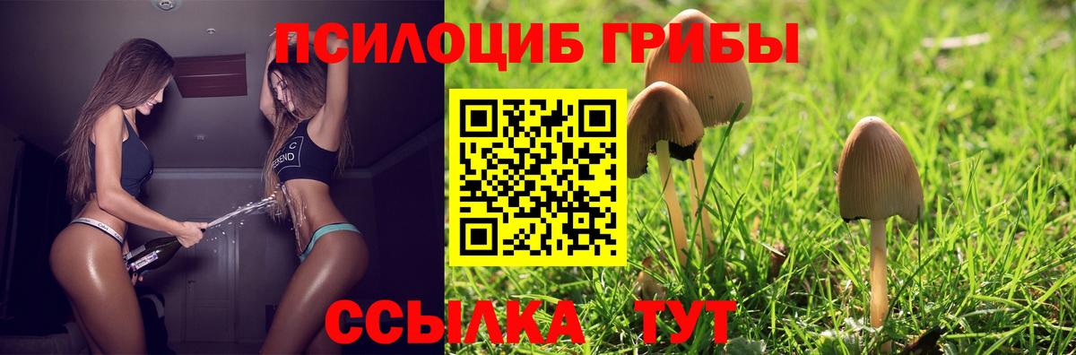 Галлюциногенные грибы Psilocybine cubensis Асбест